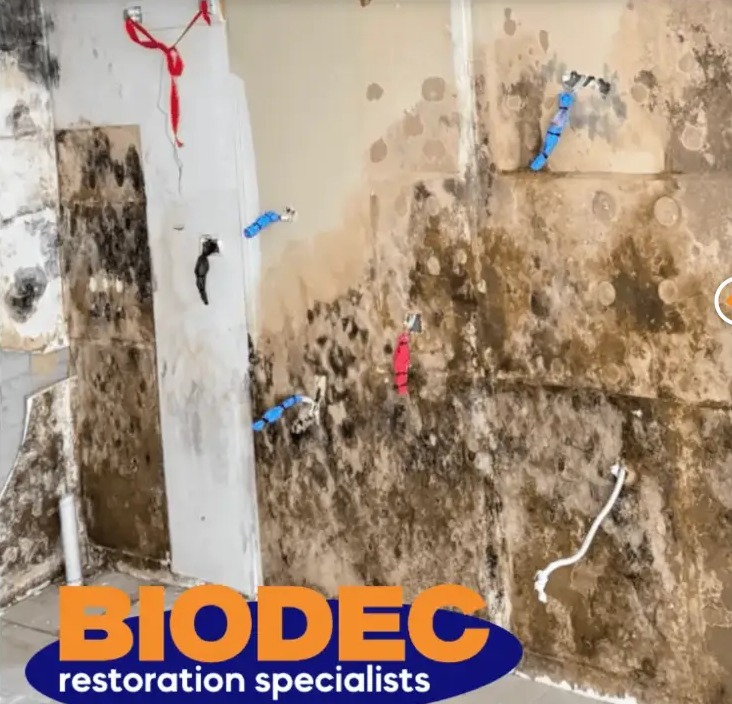 Wall covered in mould and water damage before remediation